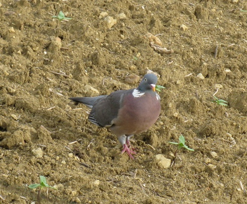 pigeon ramier