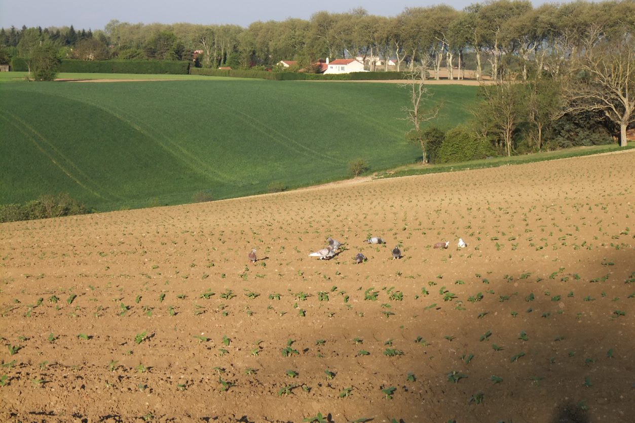 pigeons tournesol terres inovia