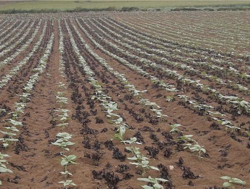 tournesol avec couvert de féverole