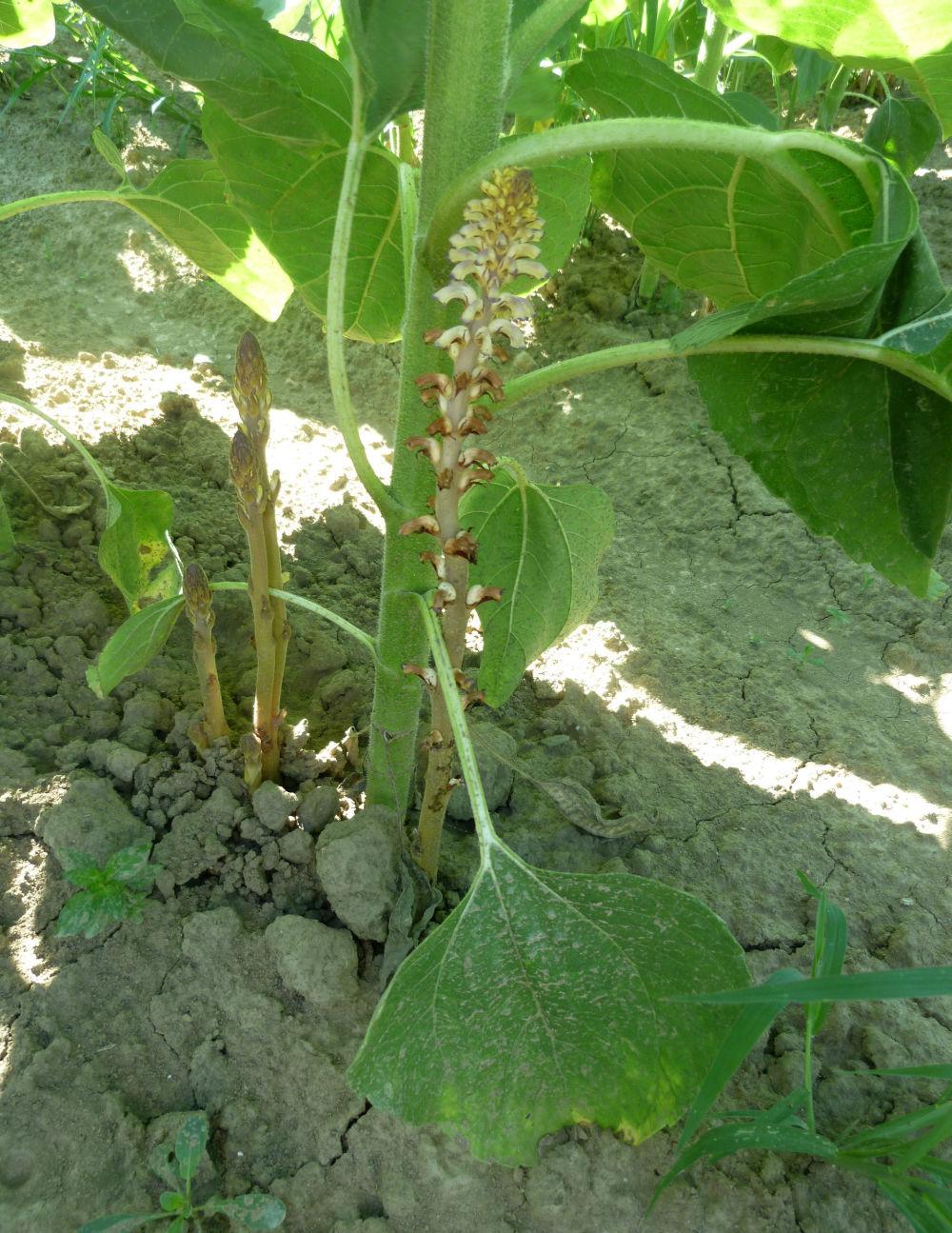 orobanche cumana tournesol