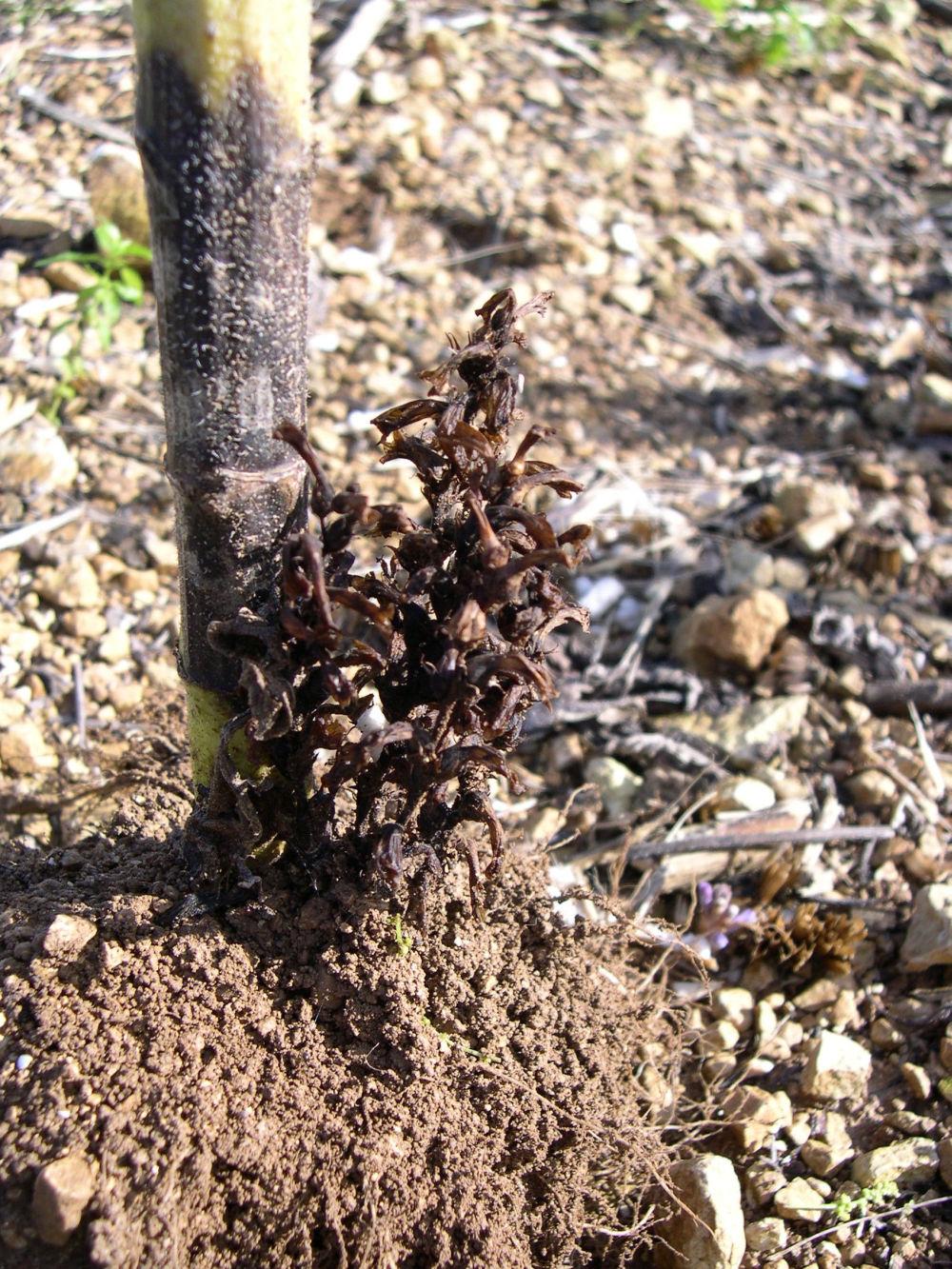 orobanche cumana à maturité