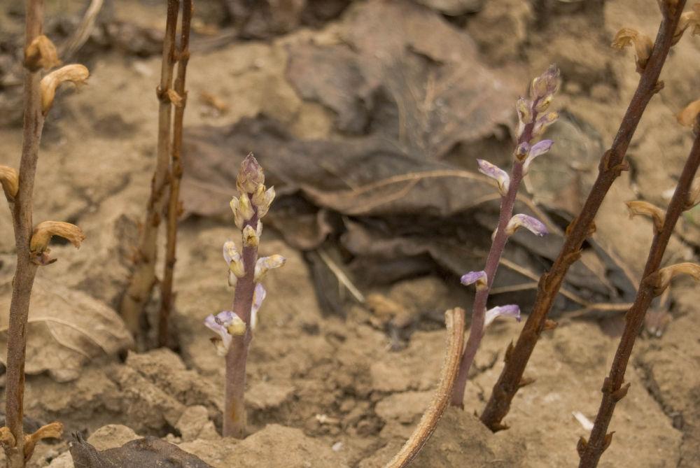 orobanche plantule