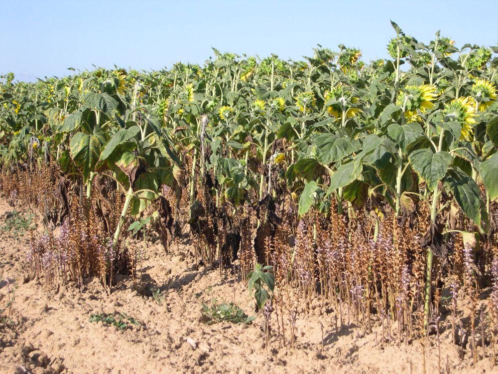 orobanche cumana dans tournesol