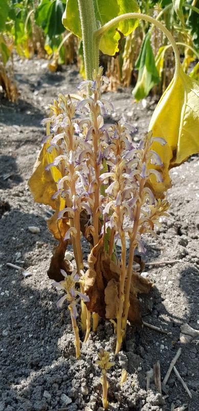 orobanche cumana tournesol