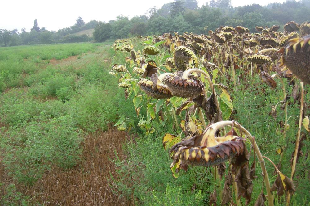 parcelle de tournesol infestée par ambroisie