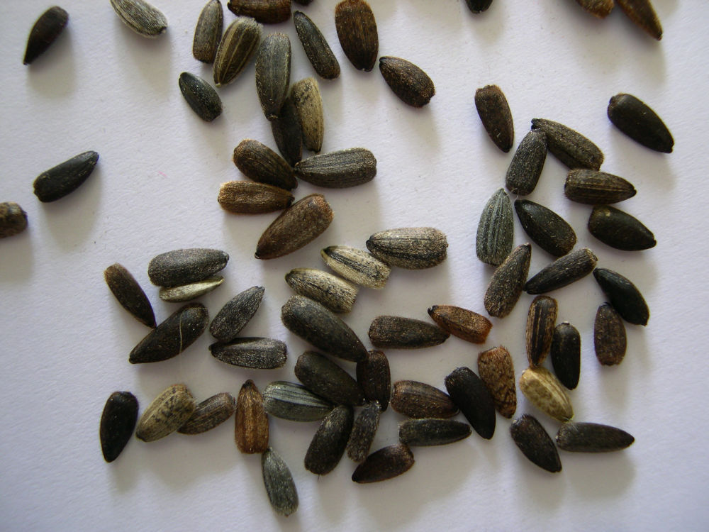 Les graines de tournesol sont un trésor de la nature - Infothèque