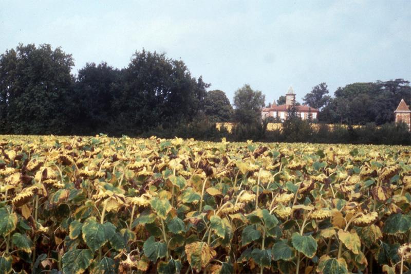 stade précoce pour récolter le tournesol