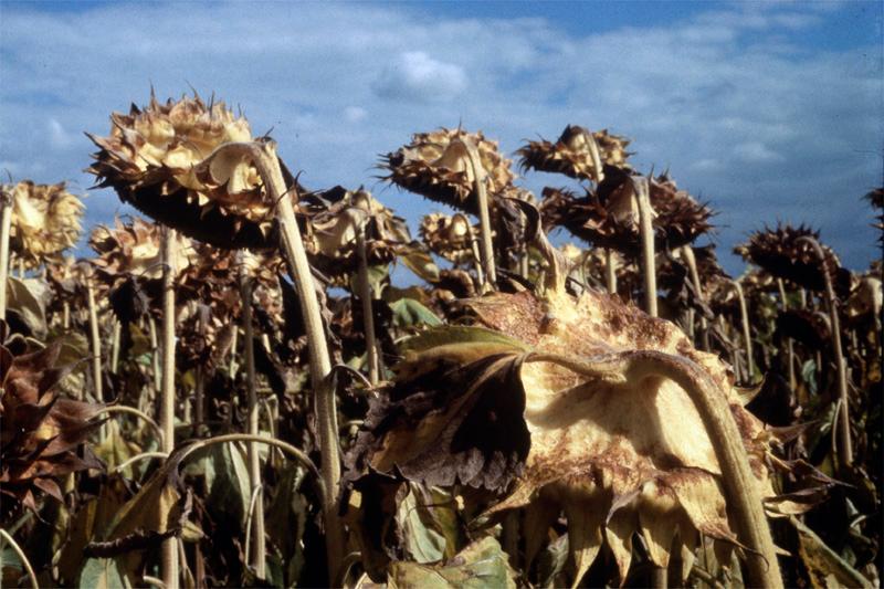 stade optimal pour récolter le tournesol