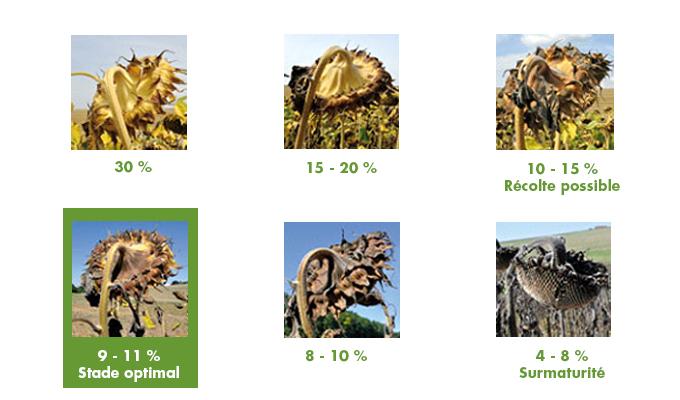 Tournesol : floraison, quand le couper, récupérer les graines