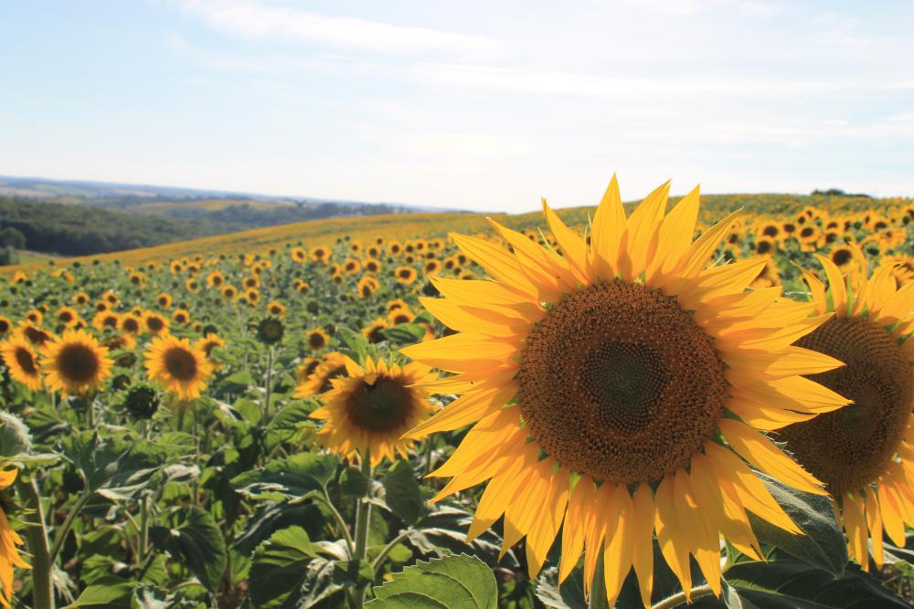 champ de tournesols