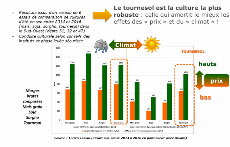 schéma intérêt économique du tournesol