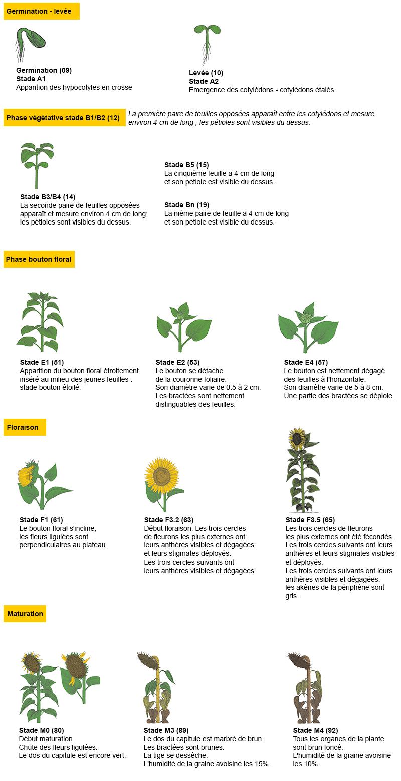 les stades repères du tournesol