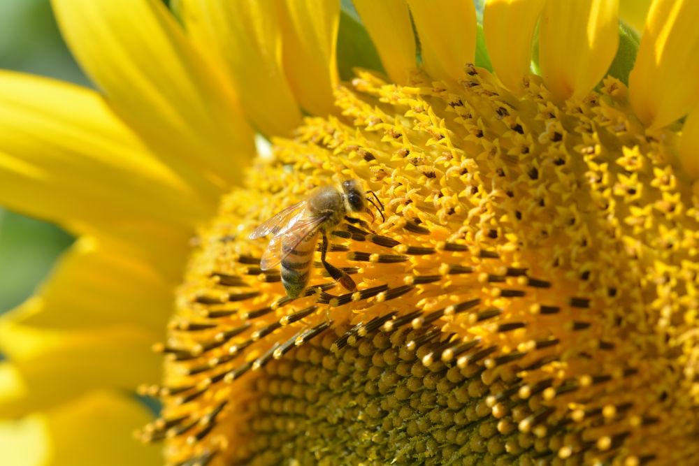 abeille sur fleur de tournesol