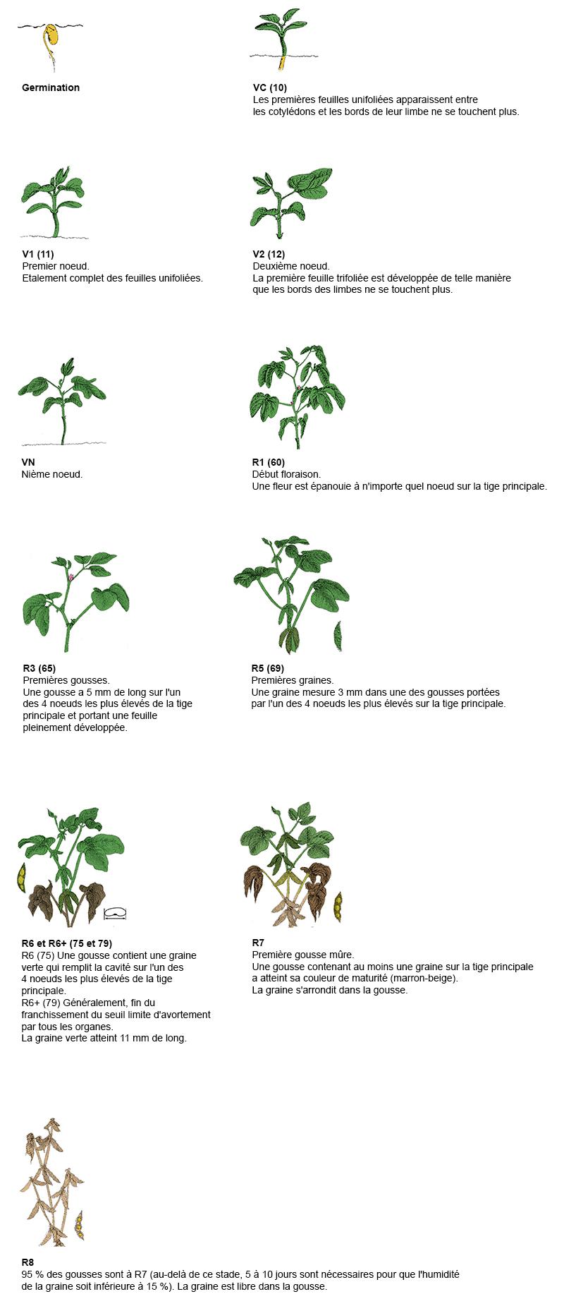 stades repères du soja