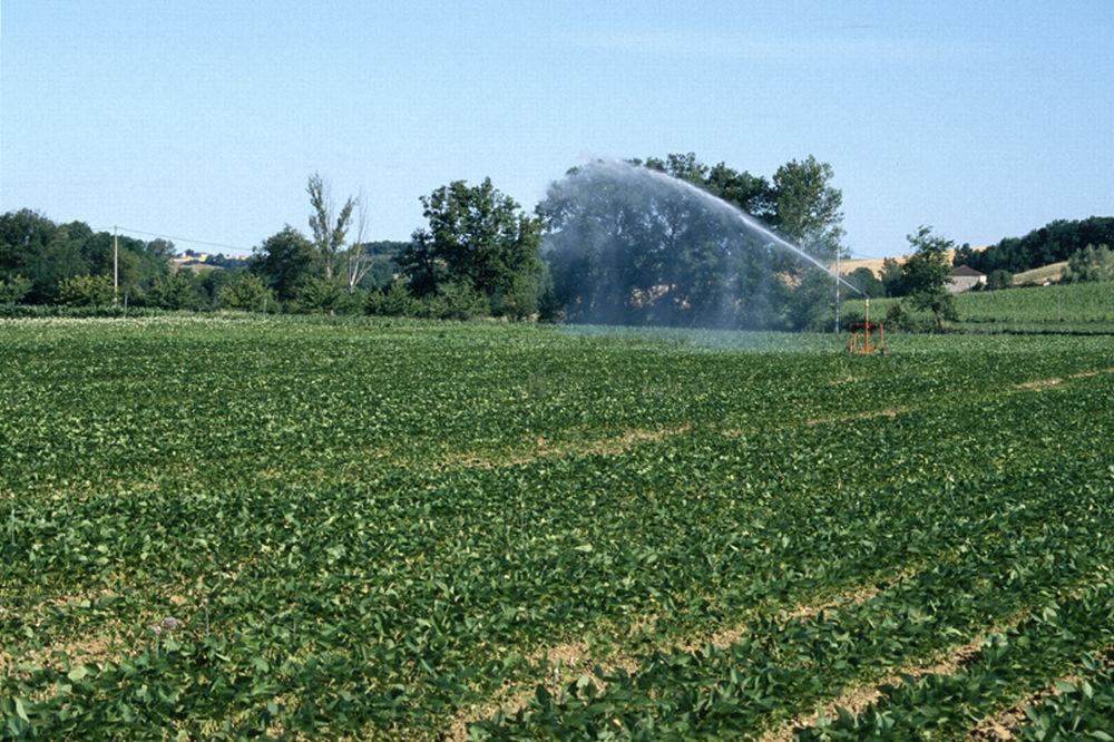 irrigation d'une parcelle de soja