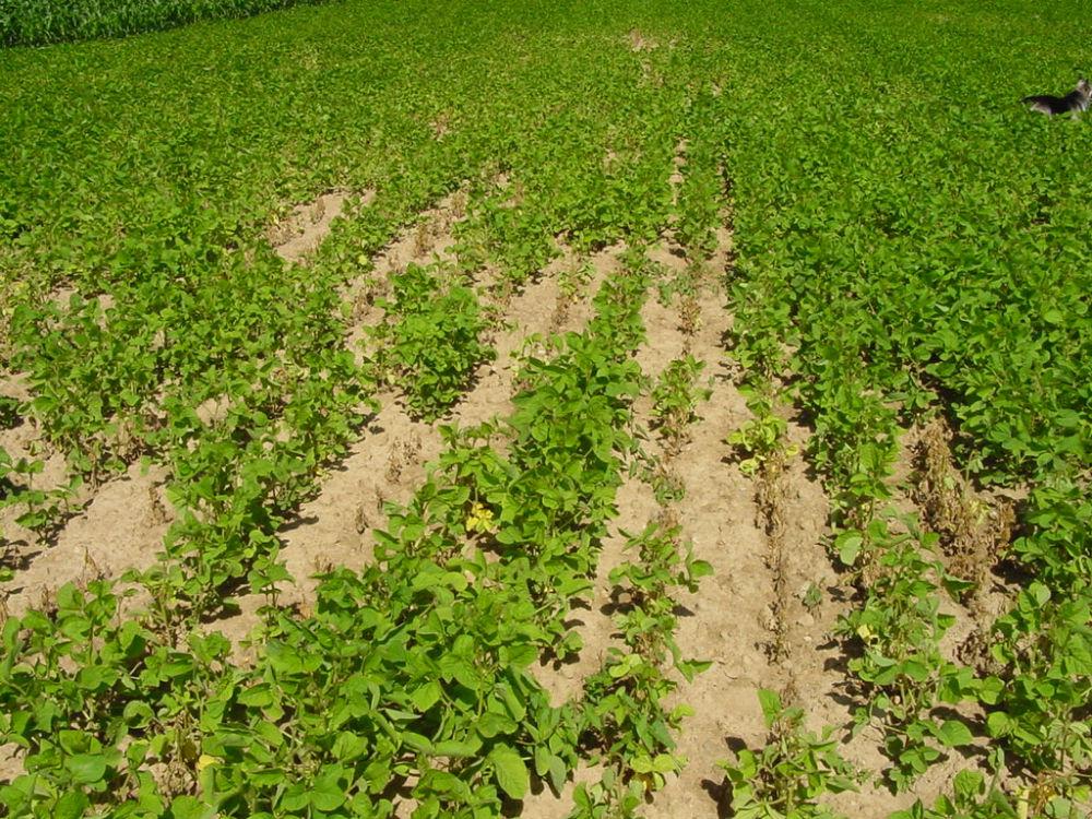 Foyers de rhizoctonia dans une parcelle de soja