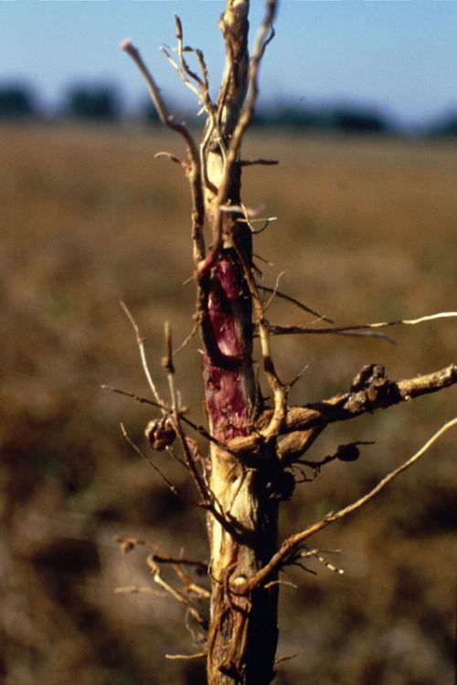 Nécroses rose vif dues au Fusarium