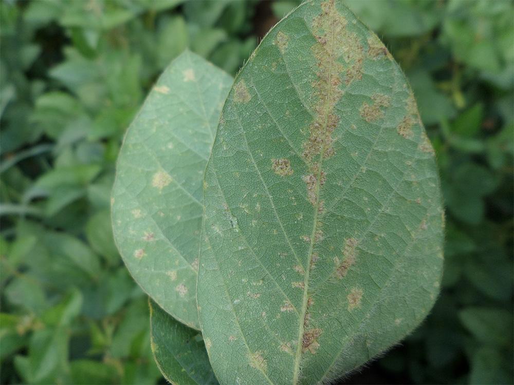 Mildiou sur feuilles de soja : face inférieure