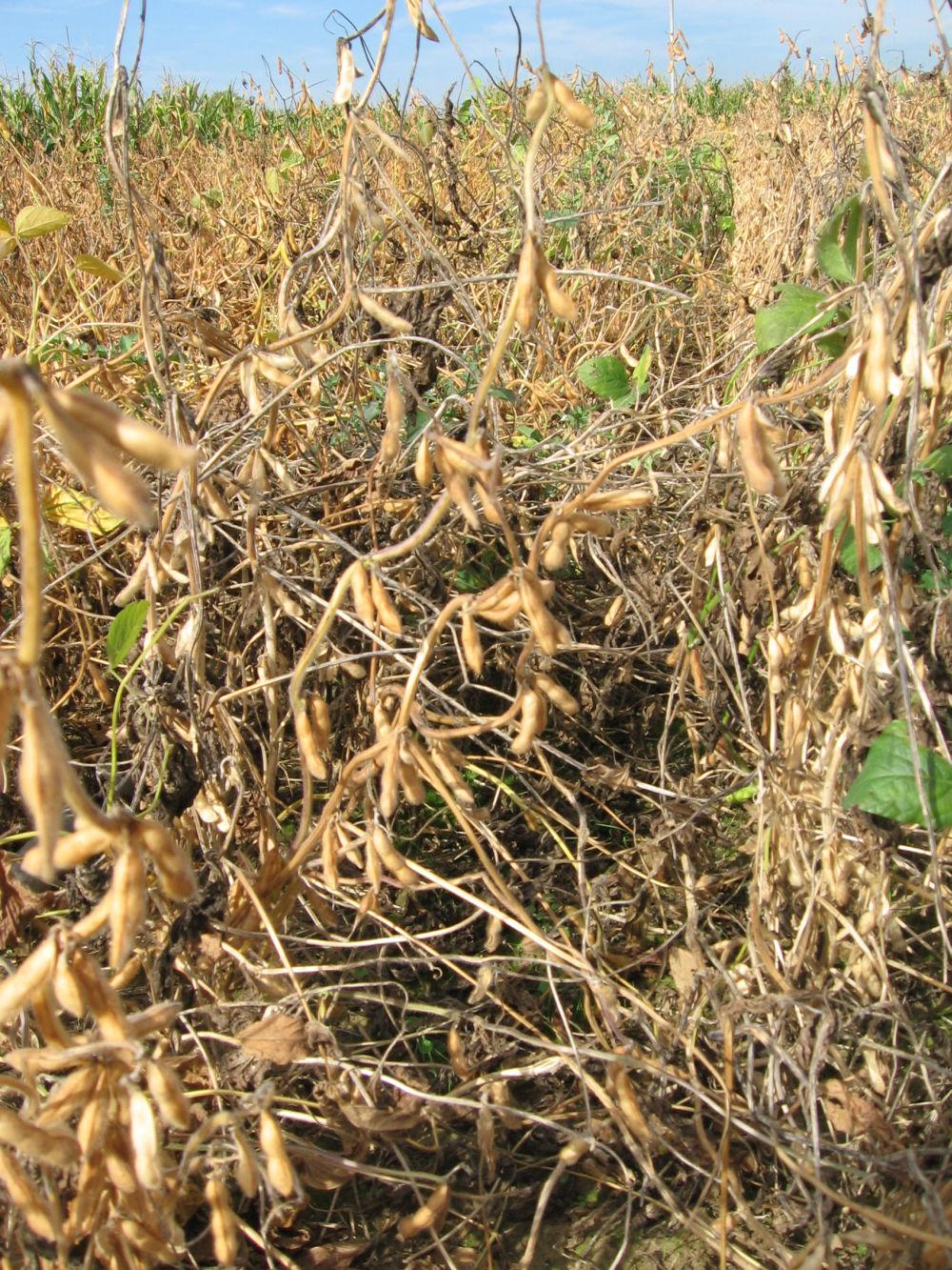 Dégâts du sclerotinia sur champ de soja 