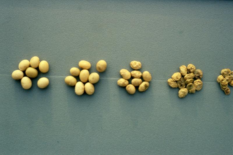 Diminution poids graines soja