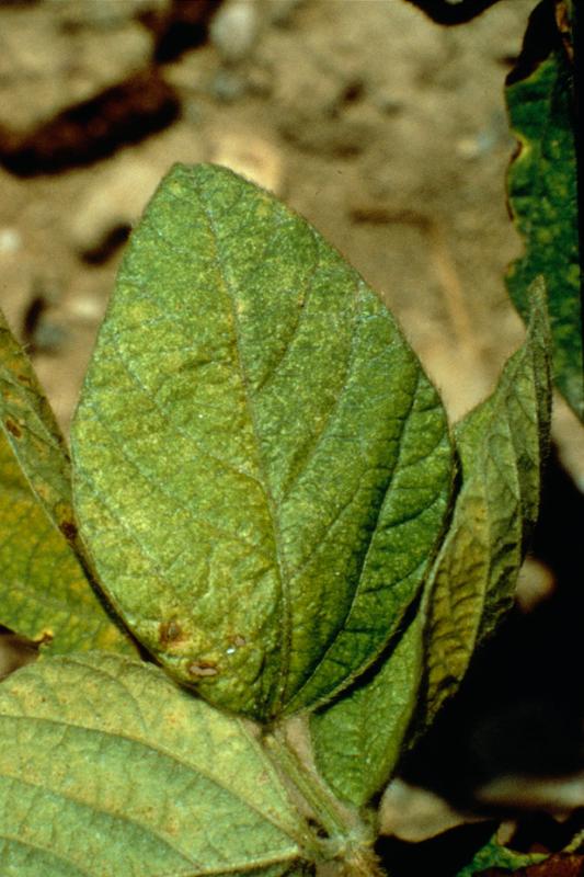 Feuilles attaquées par acariens 