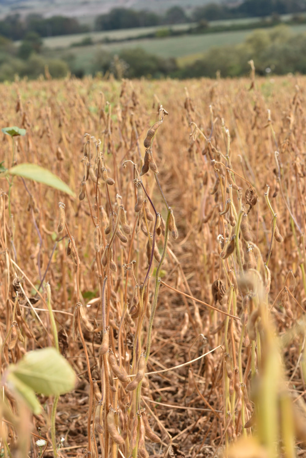 Conservation et Qualité : les bonnes pratiques du stockage du soja - Terres  Inovia