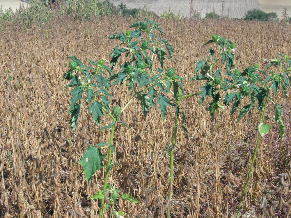 Datura dans soja dérobé