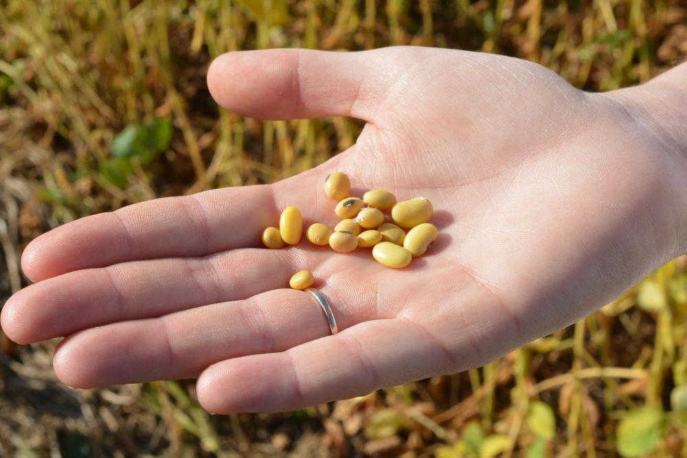 graines de soja : la charte soja de France garantit la qualité de la production de soja français
