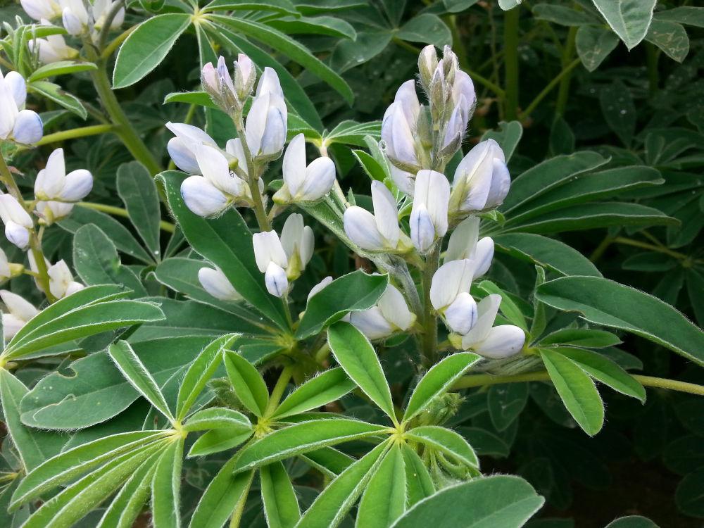 lupin blanc