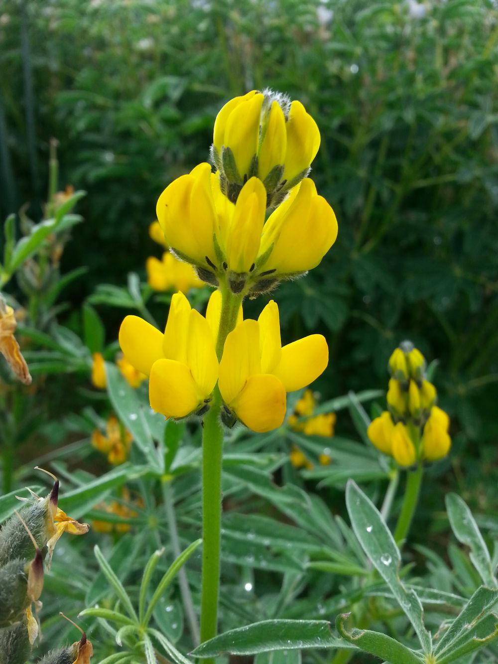 lupin jaune