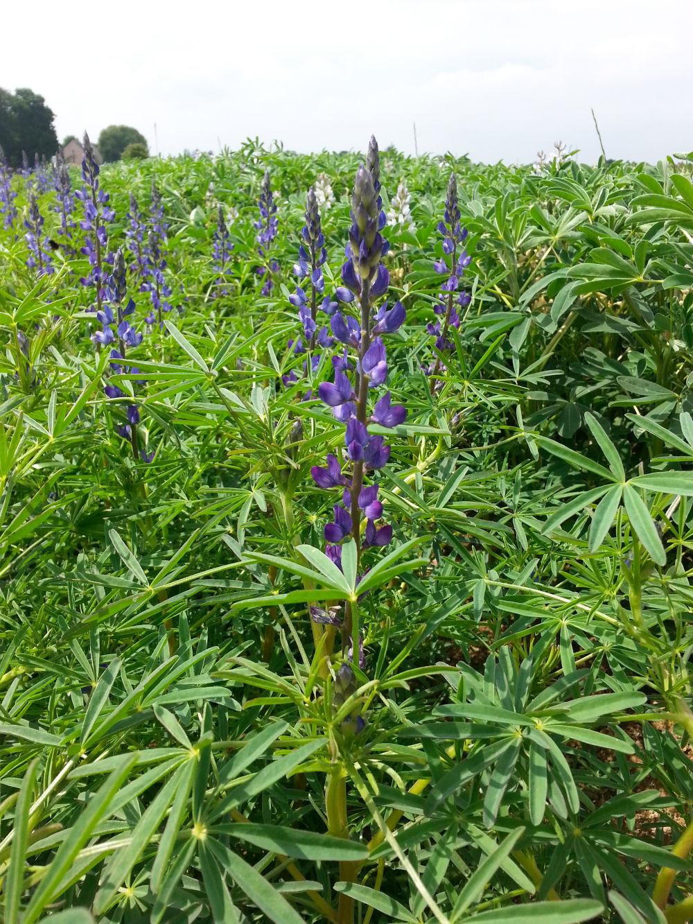 lupin à feuilles étroites