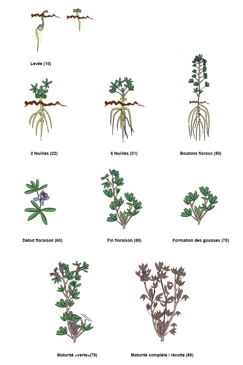 Les stades repères du lupin