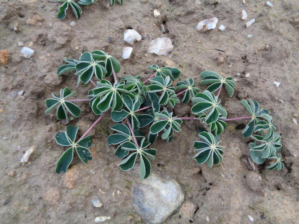 levée du lupin