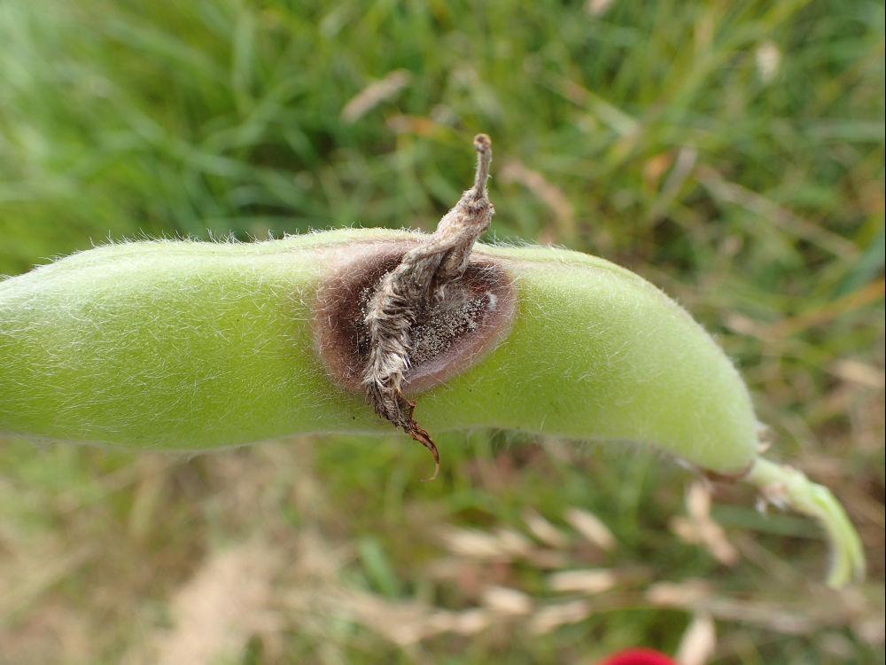 Botrytis sur lupin