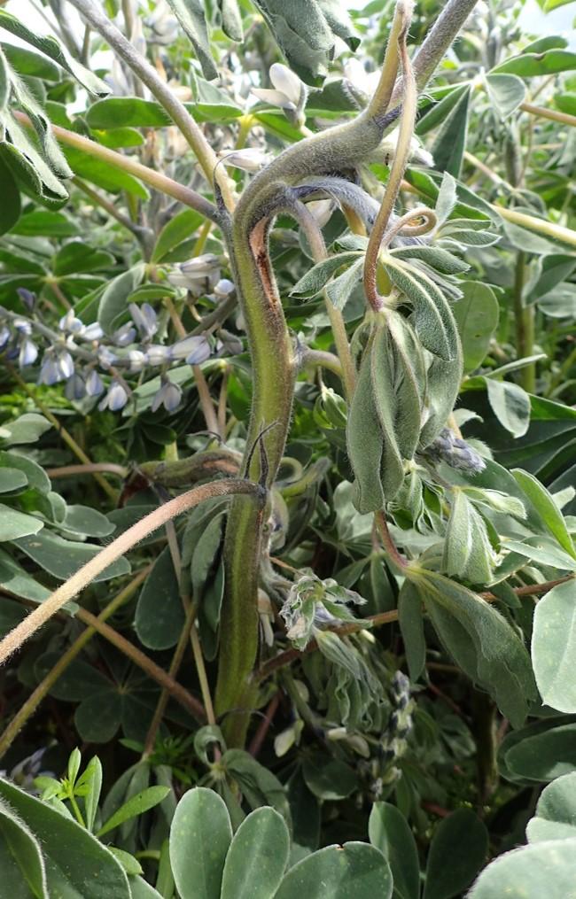 anthracnose sur lupin