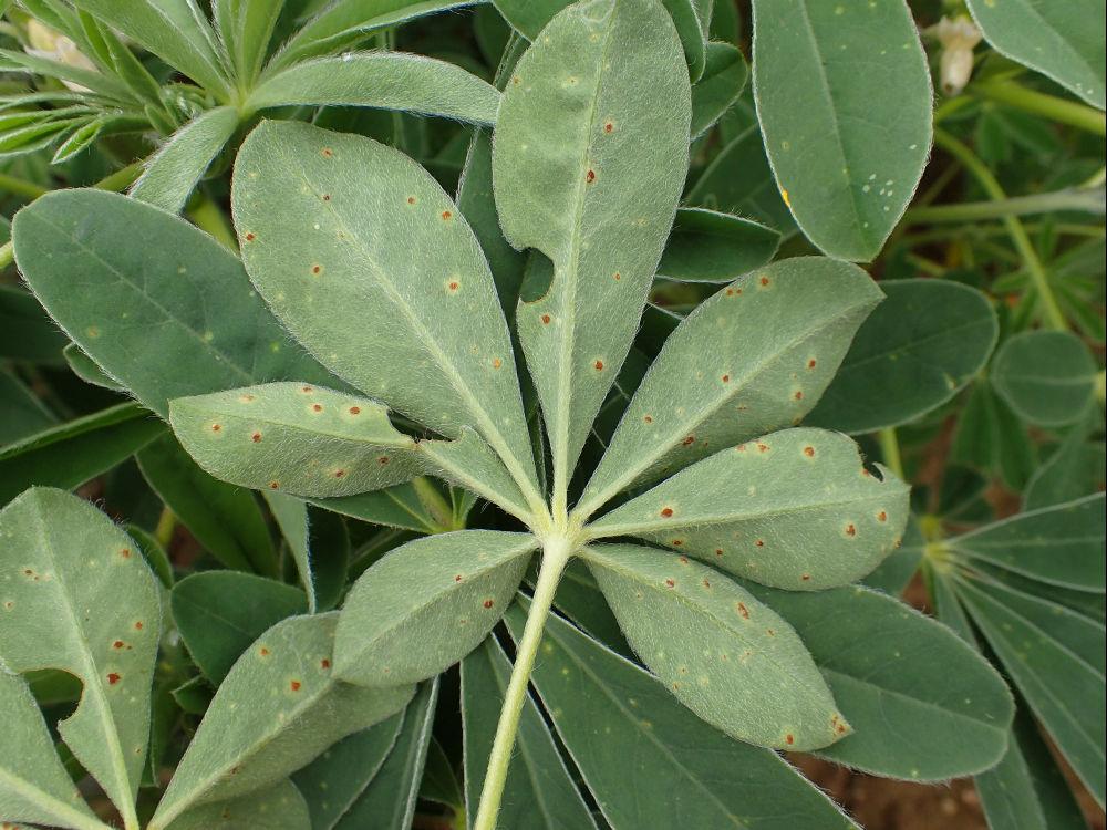 rouille sur lupin