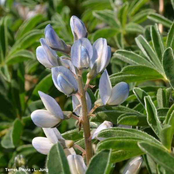 fleurs de lupin