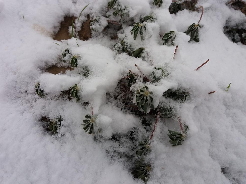 lupin sous la neige