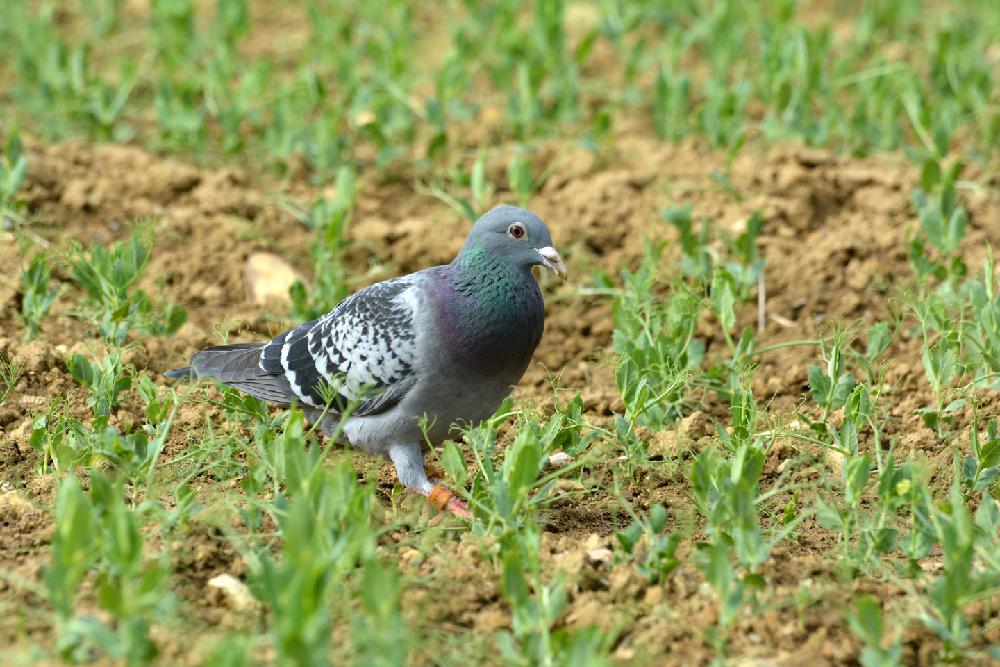 pigeon dans pois