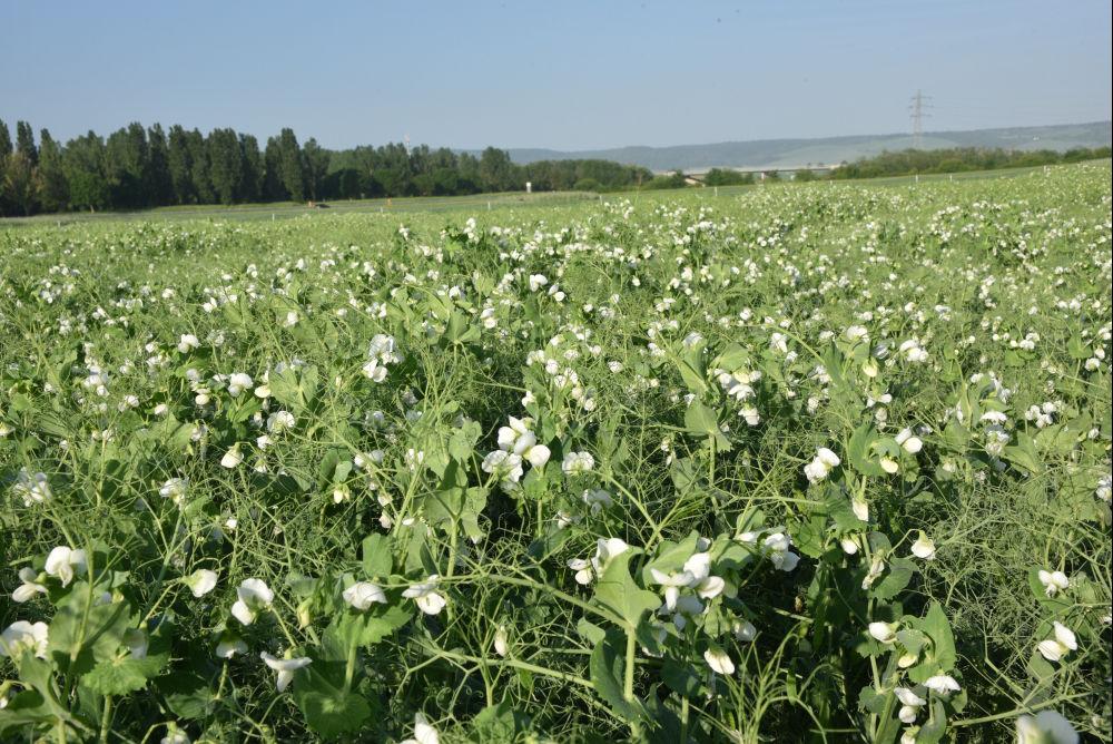 Pois en période de floraison