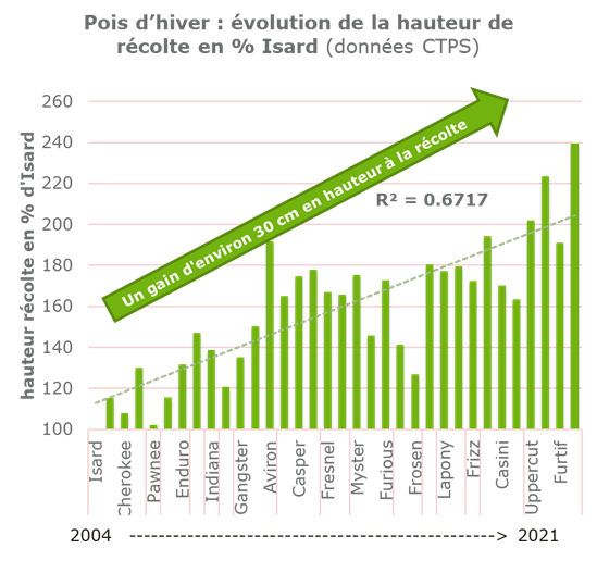 Evolution de la hauteur de récolte en % Isard - pois d'hiver GEVES