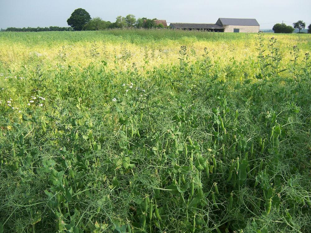 Parcelle de pois contaminée par aphanomyces