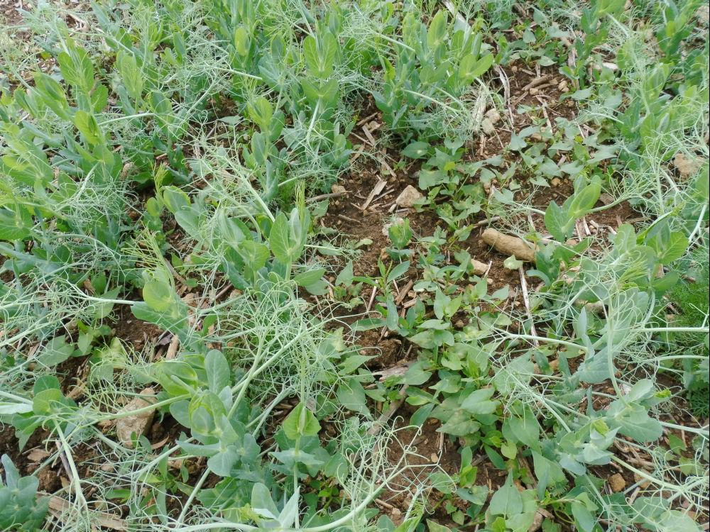 Renouée liseron dans du pois