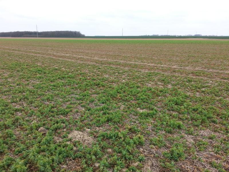 Foyer de bactériose sur pois d'hiver