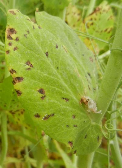 ascochytose sur feuilles en début de cycle du pois de printemps