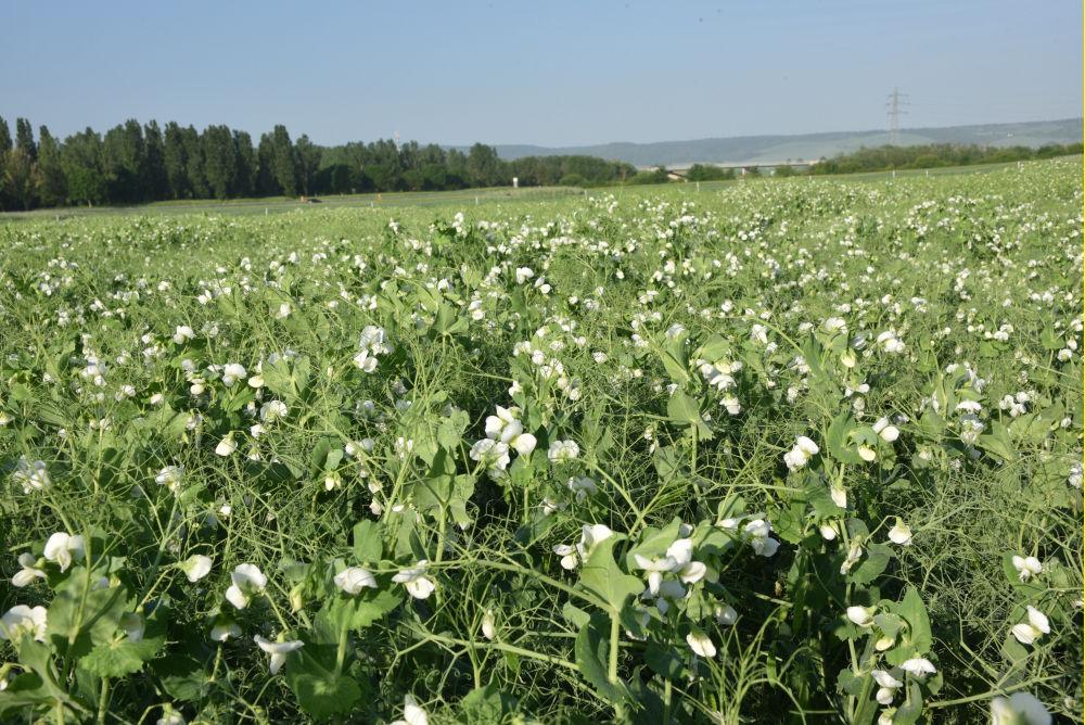 Pois en floraison