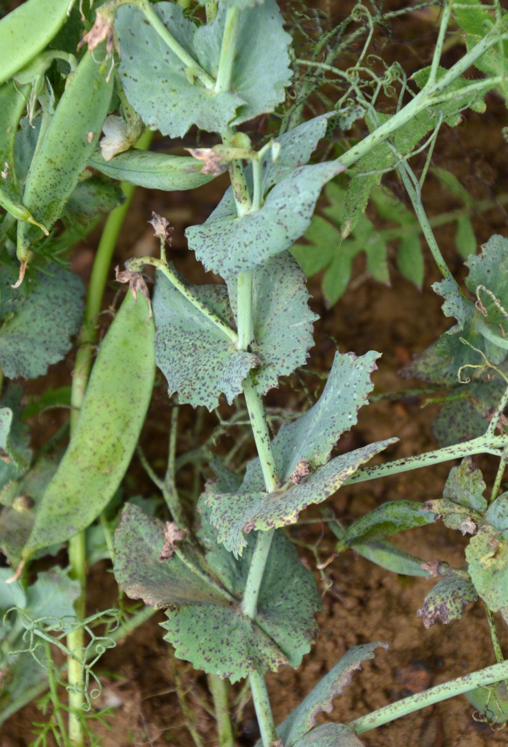 Ascochytose sur feuille de pois