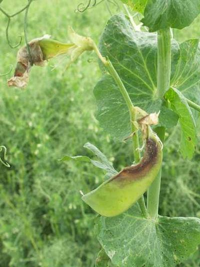 botrytis sur gousse de pois