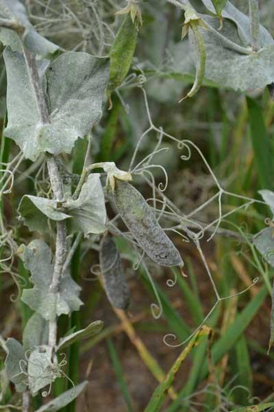 oïdium du pois