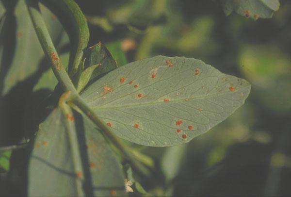 rouille sur feuille de pois